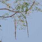 Moringa oleifera Blad