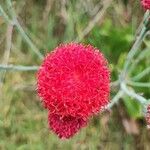 Kleinia abyssinica Цвят