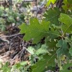 Quercus gambeliiFoglia