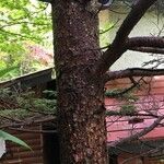Abies homolepis Žievė