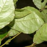 Cyathula prostrata Blatt