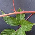 Rubus bertramii Övriga