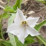 Convolvulus crenatifolius Çiçek