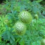 Anemone virginiana Fruit