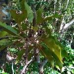Hymenodictyon glabrum Hábito