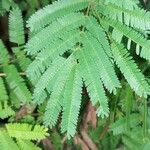 Vachellia macracantha Hoja