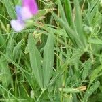 Lathyrus hirsutus Lapas