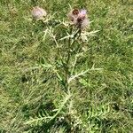 Cirsium eriophorumFulla