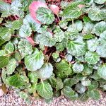 Begonia foliosa عادت داشتن