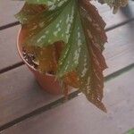 Begonia aconitifolia Blad