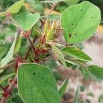 Desmodium tortuosum Yaprak