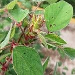 Desmodium tortuosum Blatt