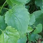 Nardus stricta 葉