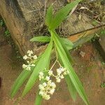 Polystachya odorata Habit