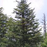 Abies fraseri Dalc'h