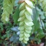 Flemingia strobilifera Fruit