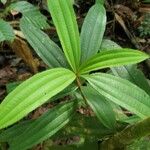 Miconia chrysophylla Levél