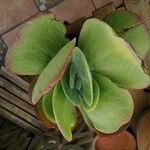 Kalanchoe tetraphylla Лист