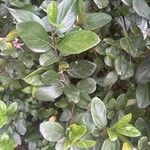 Viburnum suspensum Leaf