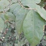 Streblus asper 葉
