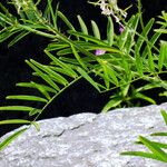 Galega officinalis पत्ता