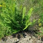 Dryopteris oreades पत्ता