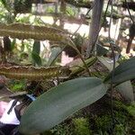 Bulbophyllum maximum অভ্যাস
