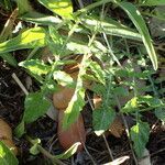 Oenothera triloba Hábito