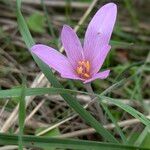 Colchicum longifolium Flower