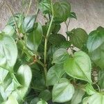 Peperomia scandens Liść