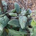 Salvia sclarea Листок