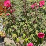 Hibiscus moscheutos Blüte