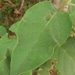 Solanum erianthum Leaf