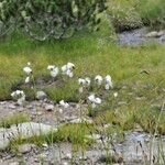 Eriophorum latifolium Plod
