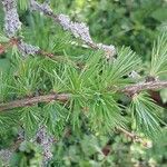 Larix laricina Lapas