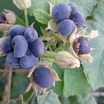 Rubus caesius Gyümölcs