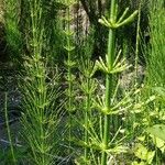 Equisetum giganteum Кара