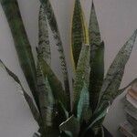 Sansevieria trifasciata পাতা