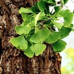Ginkgo biloba Other