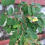 Breynia vitis-idaea List