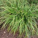 Carex sylvatica पत्ता