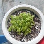Sedum japonicum Hoja