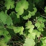 Geranium sibiricum Lehti