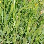 Genista sagittalis Hoja