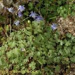 Aquilegia viscosa 整株植物