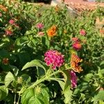 Lantana camaraFloro