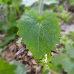 Lunaria annua Leaf