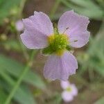 Alisma lanceolatum Kvet