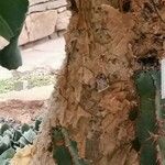 Cyphostemma juttae Corteza