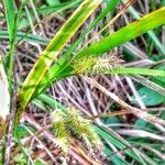 Carex pseudocyperus Habitus